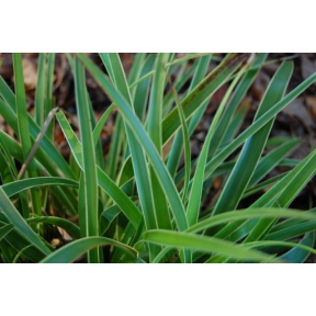 Luzula sylvatica 'Marginata' - Variegated Wood Rush
