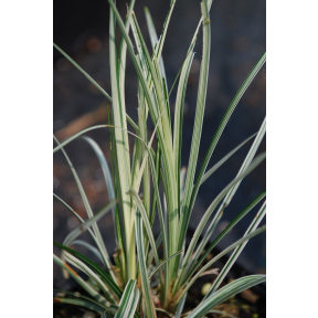 Ophiopogon japonicus 'Aritaki' - Aritaki Japanese Mondo Grass