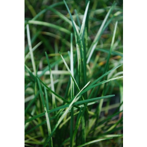 Ophiopogon japonicus 'Torafu'  - Torafu Japanese Mondo Grass