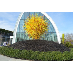 Ophiopogon planiscapus 'Niger' - Black Mondo Grass