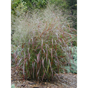Panicum virgatum 'RR1' Ruby Ribbons™ PP 17944 - Ruby Ribbons™ Switchgrass