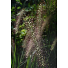 Pennisetum alopecuroides 'Redhead' - Redhead Fountain Grass