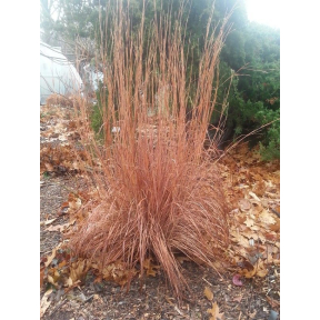 Schizachyrium scoparium 'Standing Ovation' PP 25202 - Standing Ovation Little Blue Stem
