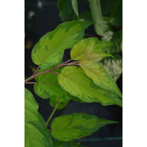 Stachyurus chinensis 'Carolina Parakeet' - Carolina Parakeet Chinese Stachyurus