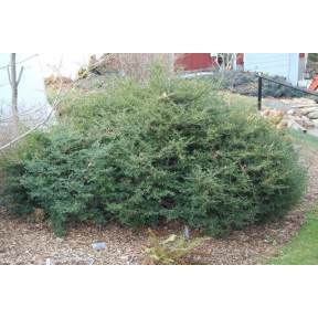 Ilex crenata 'Beehive' - Beehive Japanese Holly