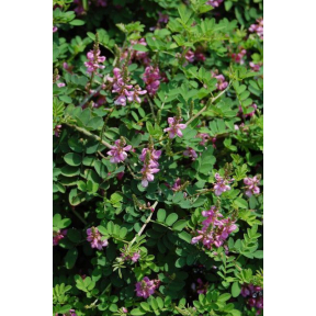 Indigofera pseudotinctoria ‘Rose Carpet’ - Rose Carpet Indigo