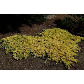 Juniperus horizontalis 'Mother Lode' - Mother Lode Creeping Juniper