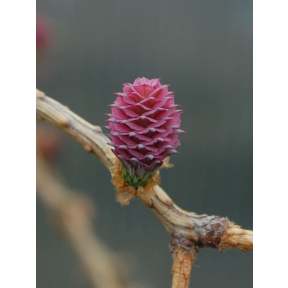 Larix kaempferi 'Horstmann's Recurva'  - Horstmanns Recurva Larch