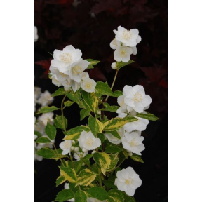 Philadelphus x lemoinei 'Innocence' - Innocence Mockorange