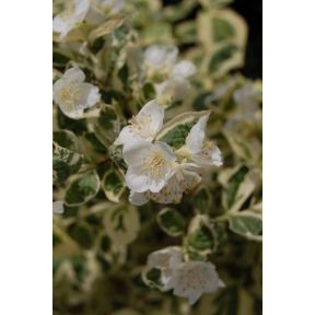 Philadelphus coronarius 'Variegatus' - Variegated Mockorange