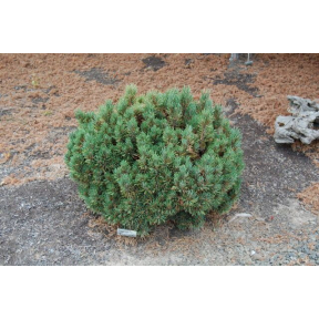 Pinus flexilis 'Kinzie Rose' - Kinzie Rose Limber Pine