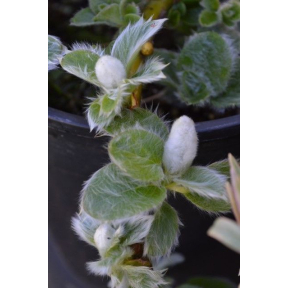 Salix nakamurana var. yezo-alpina - Prostrate Willow