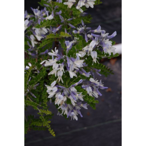 Sophora davidii - Father David’s Sophora