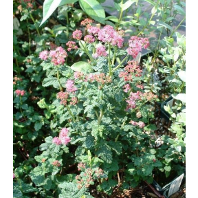 Spiraea bullata - Crispleaf Spirea