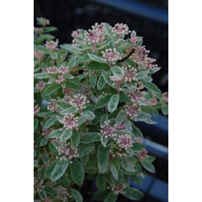 Spiraea x vanhouttei 'Pink Ice' - Pink Ice Spirea