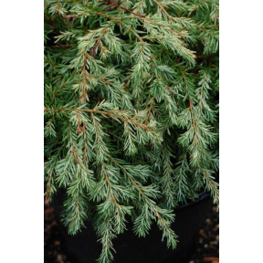 Tsuga canadensis 'Moon Frost' - Moon Frost Eastern Hemlock