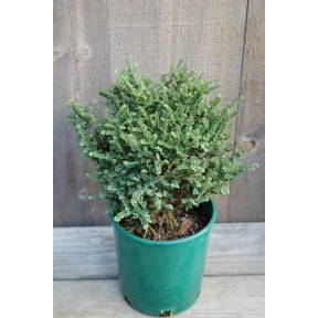 Ulmus parvifolia 'Hokkaido' - Hokkaido Lacebark Elm