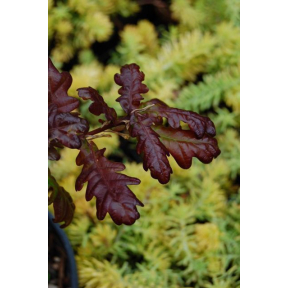 Quercus robur 'Purpurea' - Purple English Oak