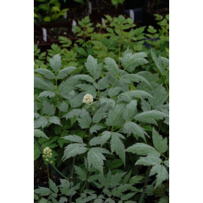 Actaea pachypoda 'Misty Blue' - Misty Blue White Baneberry