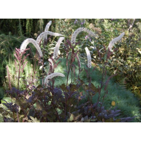 Actaea simplex 'Brunette' - Brunette Bugbane