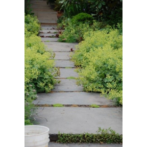 Alchemilla mollis 'Auslese' - Auslese Lady's Mantle