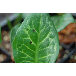 Arum italicum 'Warburg Strain' - Warburg Strain Italian Arum