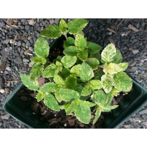 Calamintha grandiflora 'Variegata' - Variegated Calamint