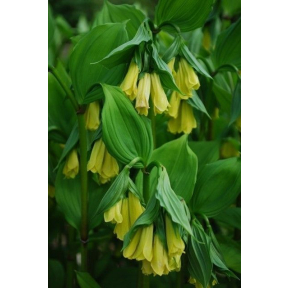 Disporum flavum - Yellow Fairy Bells