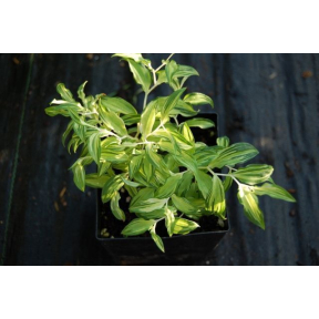 Disporum sessile 'Goldbug' - Goldbug Japanese Fairy Bells