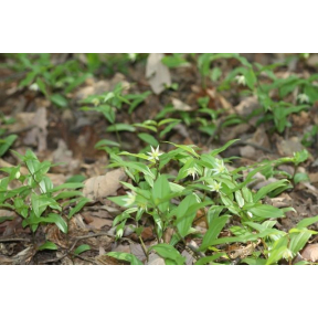 Disporum smilacinum - Japanese Fairy Bells