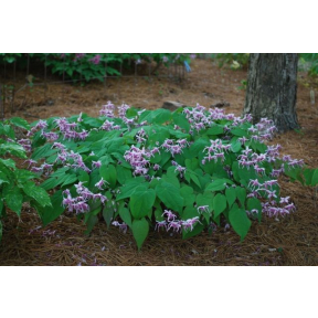 Epimedium x 'Raspberry Rhapsody' - Raspberry Rhapsody Fairy Wings