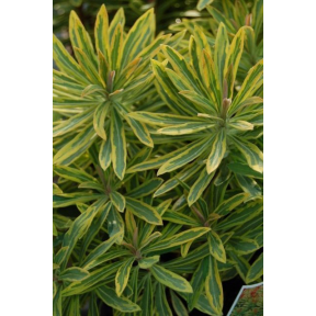 Euphorbia x martinii 'Ascot Rainbow' PP 21401 - Ascot Rainbow Spurge