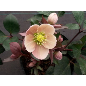 Helleborus ballardiae 'Pink Frost' - Pink Frost Hellebore