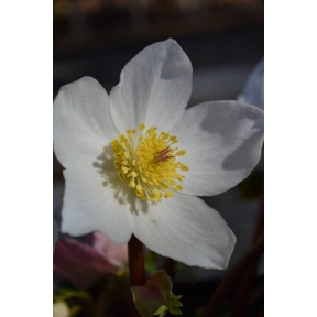Helleborus niger 'Potter's Wheel' - Potter's Wheel Hellebore