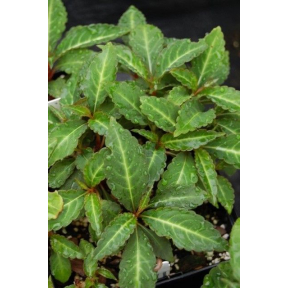 Impatiens omeiana - Hardy Chinese Impatiens