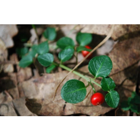 Mitchella repens - Partridgeberry