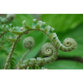 Polystichum acrostichoides - Christmas Fern