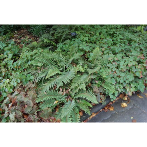 Polystichum polyblepharum - Japanese Tassel Fern