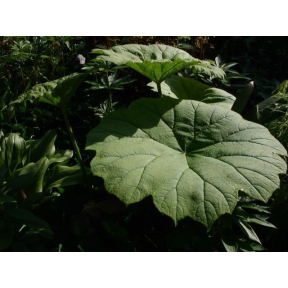 Rodgersia tabularis (Astilboides tabularis) - Rodger's Flower