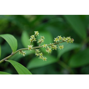 Smilacina paniculata - False Solomon's Seal