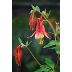Aquilegia canadensis - Wild Columbine