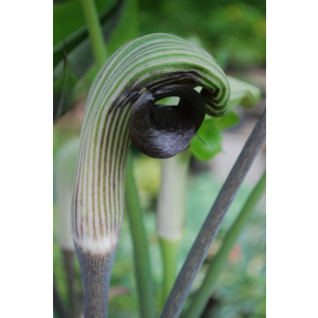 Arisaema ringens - Chinese Cobra Lily