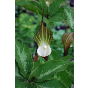 Arisaema sikokianum (Pattern Leaf Form)  - Chinese Cobra Lily (pattern form)