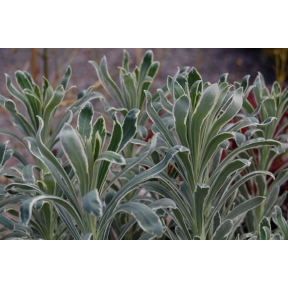 Euphorbia characias 'Glacier Blue' - Glacier Blue Mediterranean Spurge