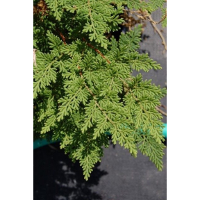 Selaginella braunii - Braun's Arborvitae Moss