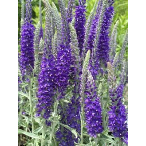 Veronica incana 'Pure Silver' - Pure Silver Speedwell