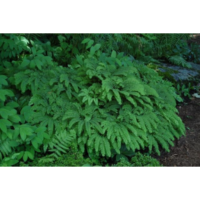 Adiantum pedatum - Northern Maidenhair Fern