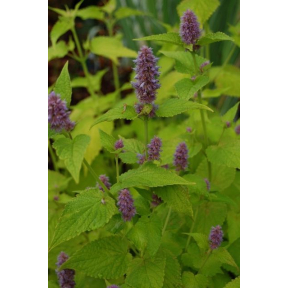 Agastache foeniculum 'Golden Jubilee' - Golden Jubilee Anise Hyssop