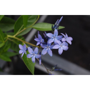 Amsonia x 'Blue Ice'  - Blue Ice Hybrid Amsonia