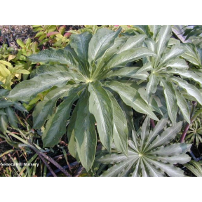 Arisaema consanguineum 'Siren's Song' - Siren's Song Himalayan Cobra Lily